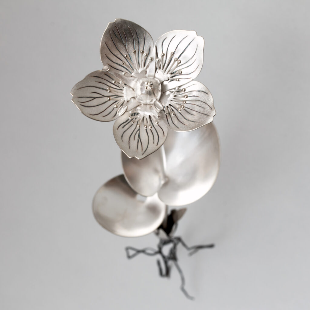 Slåtterblomma,Parnassia palustris, tillverkad i silver av Petronella Eriksson. En av de växter som växer på fuktiga ängar och betade marker nära vatten. Eftersom vi huggit ner 97 procent av skogen, och låtit slåtterängarna växa igen eller planterat dem med gran, så är den betade marken den enda delen av lanskapet som är helt.